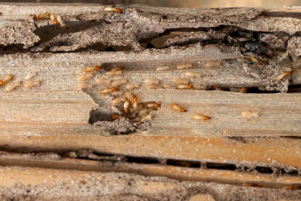 Best Wildlife Control Services  in Harrington, DE